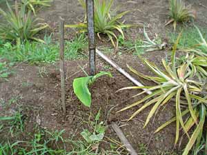 banana shoots