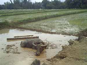 Carabao taking a much deserved rest