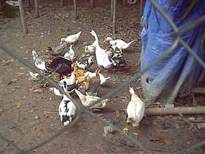 ducks and geese