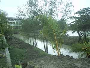 fish pond