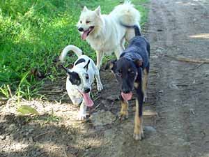 three dogs