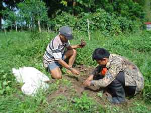 planting bananas