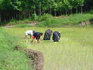 brothers plant rice