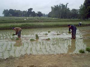 planting rice