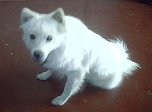 priory dog