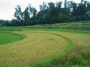 rice ready to harvest