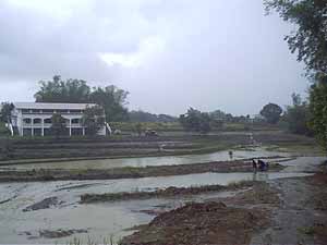 rice paddies
