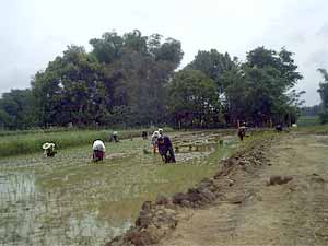 planting rice