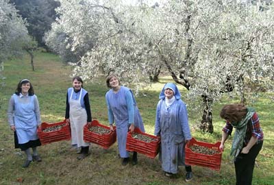 Sisters and postulants collecting the olives